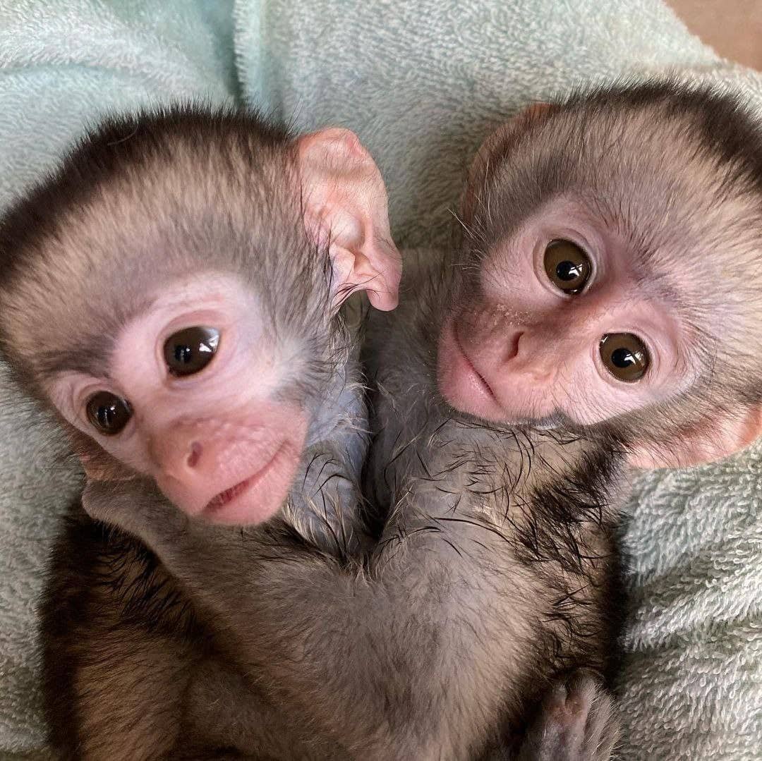 Two well-trained Capuchin monkeys looking for adoption